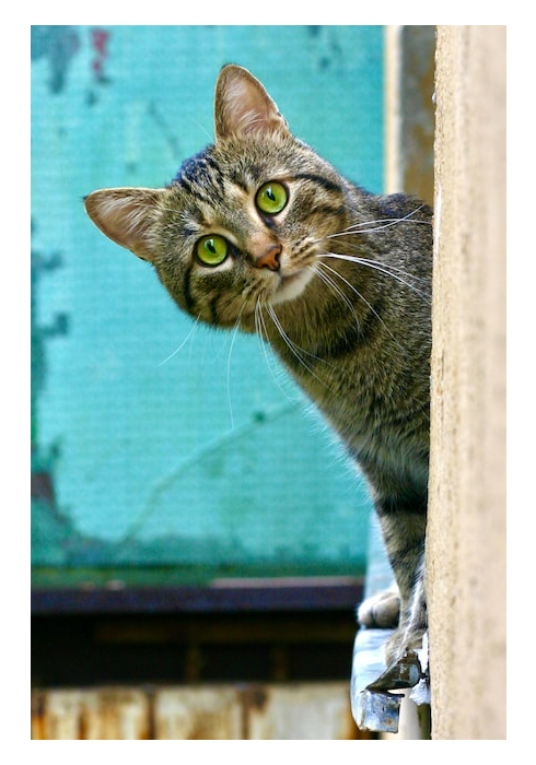 Curious cat in window by Bogdan Farca
