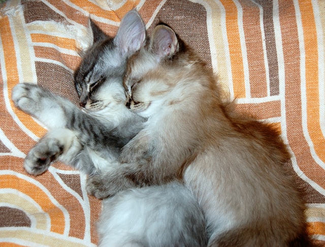 Two kittens hugging