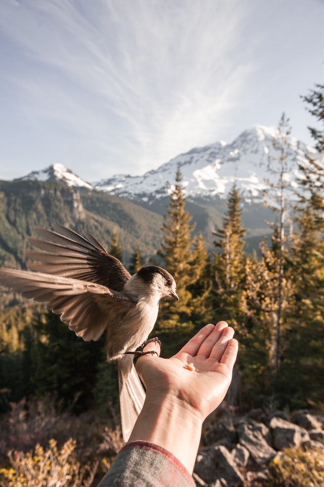 Hand with a sparrow by Daniel Mingook Kim