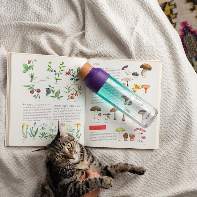 Cat and water bottle on book by Quokkabottles