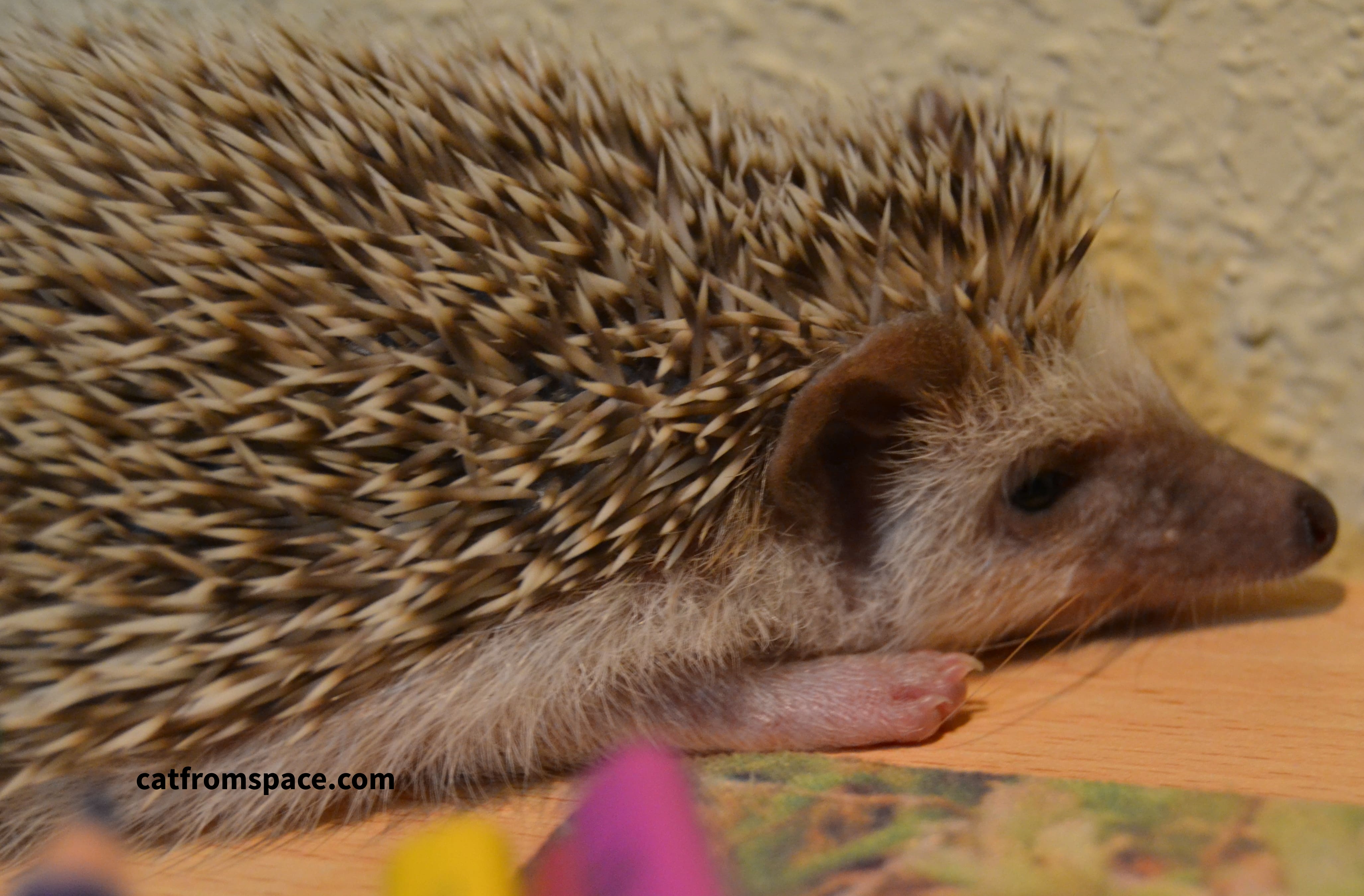 Tired Hedgehog by Patty Flowers for Cat from Space