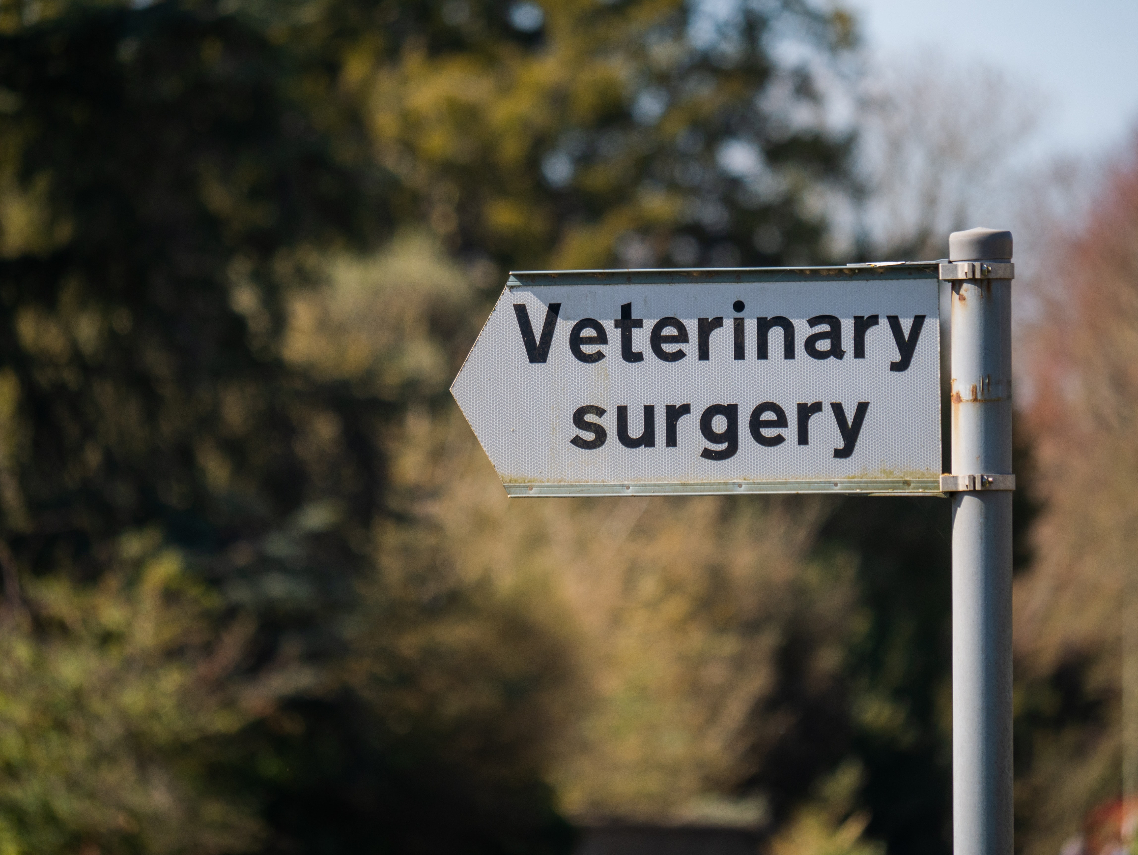 Veterinary surgery sign by Matt Seymour