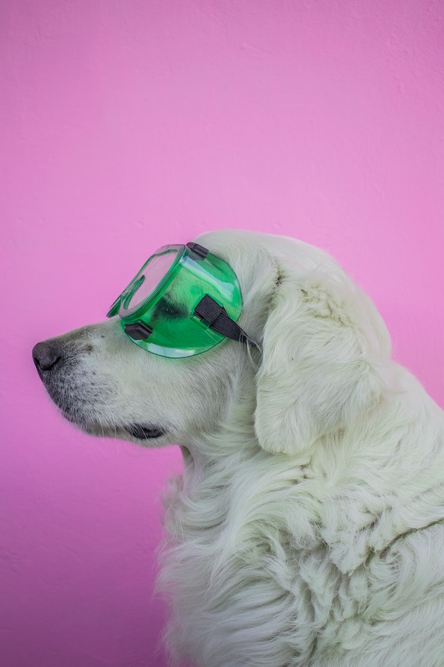 Dog with googles